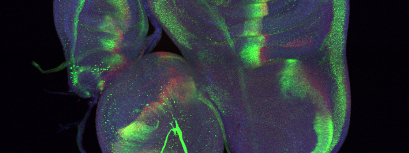 Image showing imaginal discs in the larval stage of a Drosophila fly, each disc will develop into different structures in the adult fly.