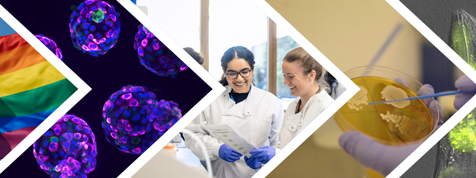 Five interlocking images representing highlights from the Institute in 2023-2024. From left to right: Pride flag, research image, researchers in the lab, yeast growing on an agar plate, imaged C. elegans worms.