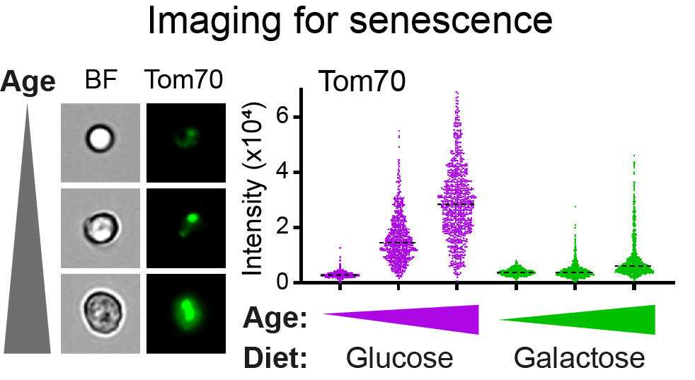 imaging for senescence