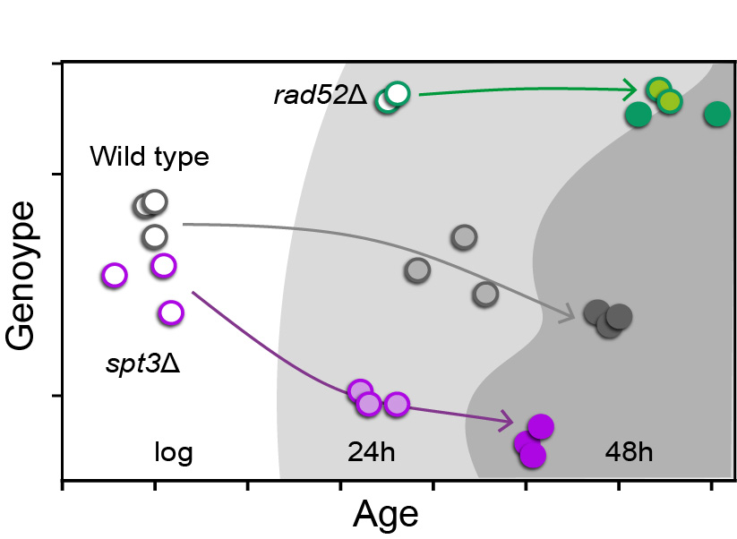 rad52 genotype vs age