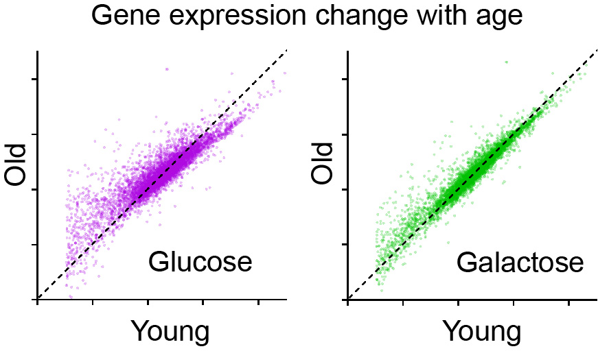 Gene expression change with age