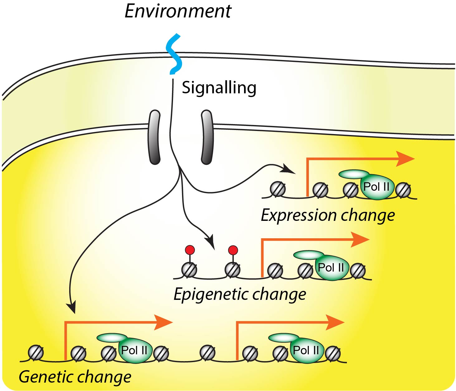 Signalling to genome