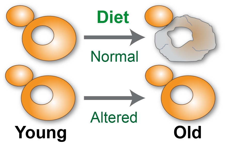 Normal vs Altered diet
