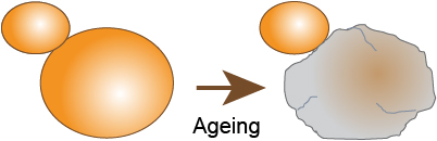 young and old yeast