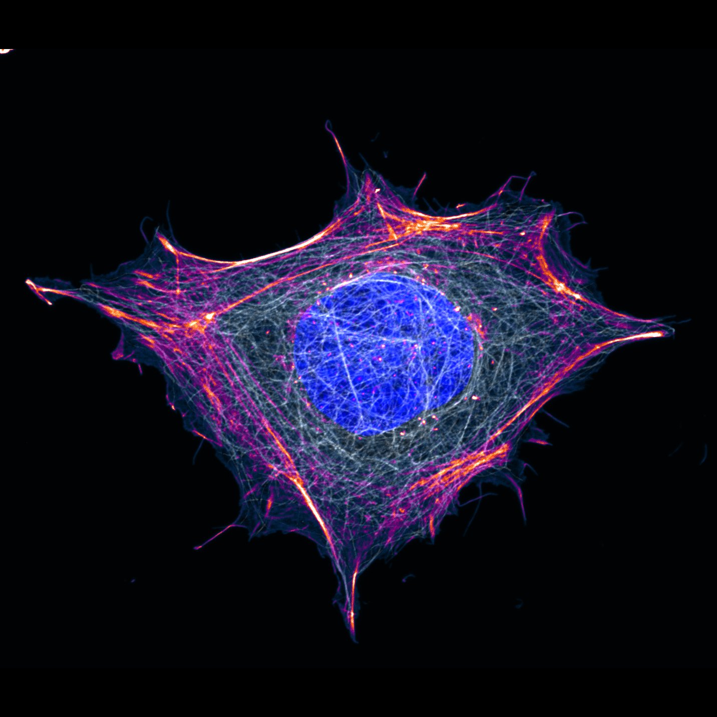 Cell1
