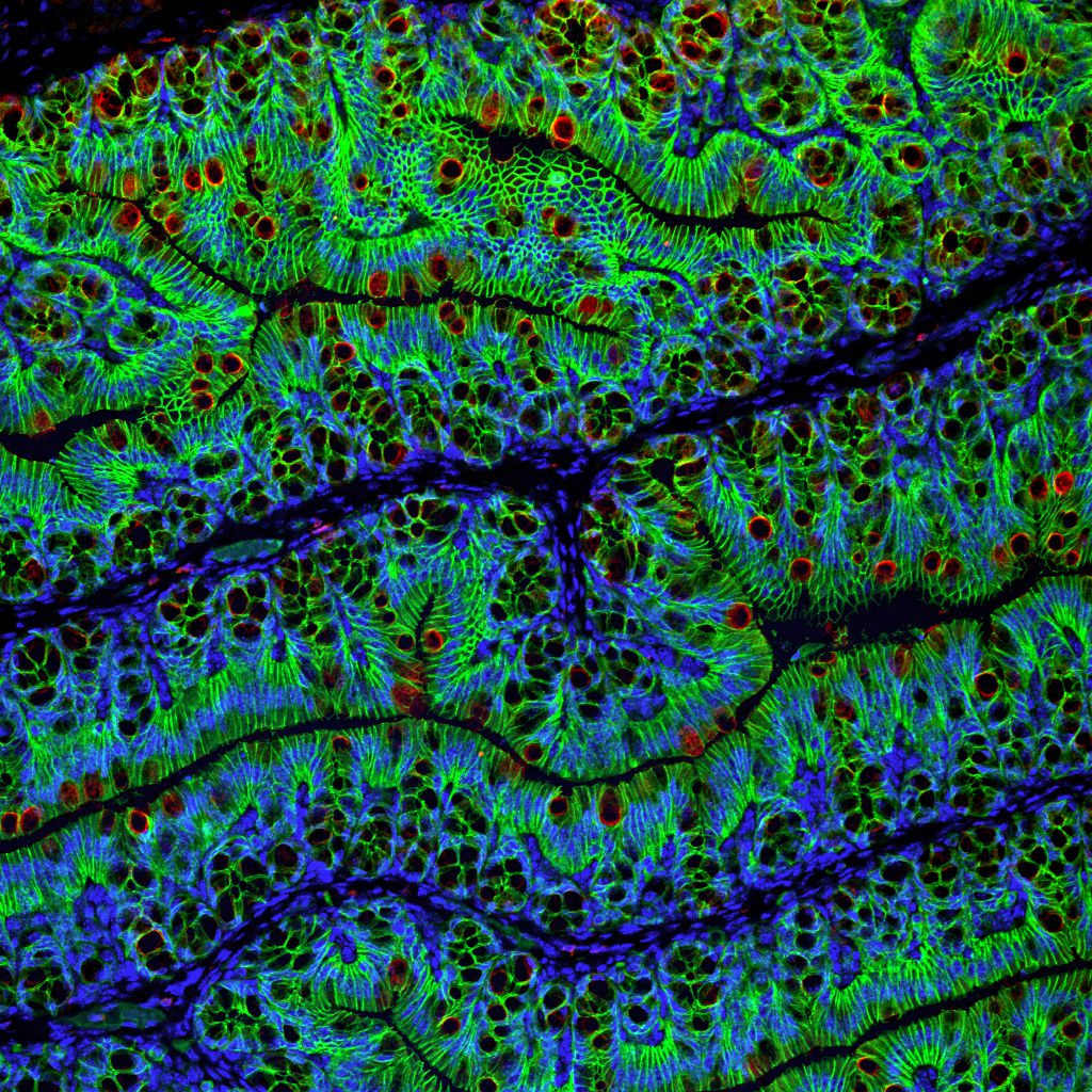 An image of a mouse intestine that has been stained for DNA (blue), e-cadherin (green) and muc2 (red). E-cadherin is a transmembrane protein, a feature of the epithelial cells that make up the lining of the intestine, and muc2 stains for the mucin protein present in mucus secreted by goblet cells residing in the crypts of the intestine.