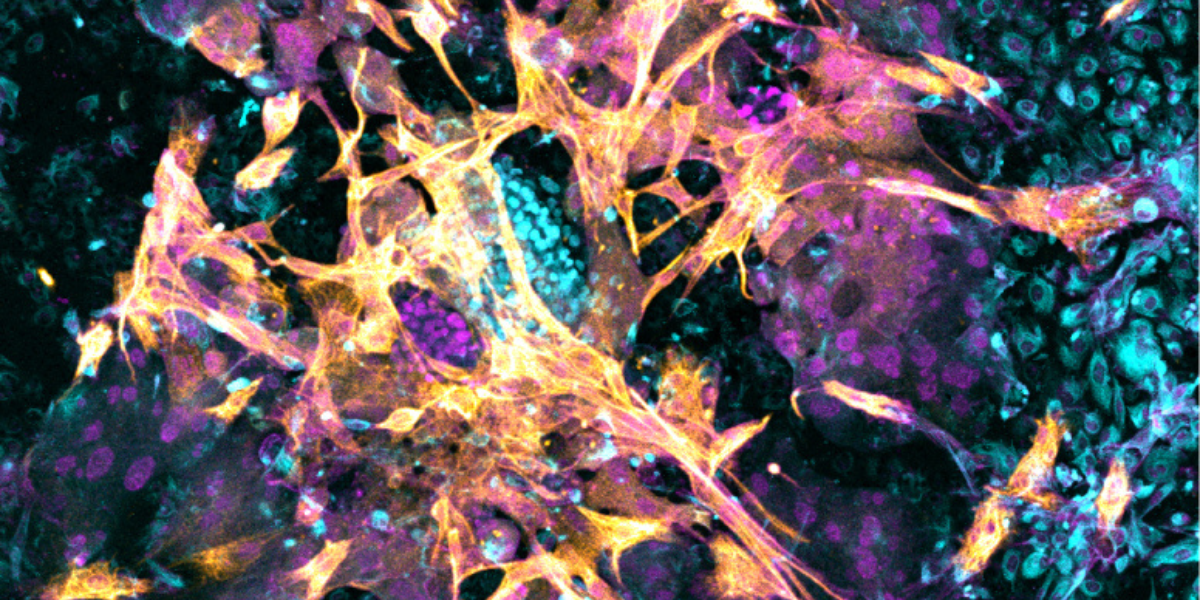 Researchers ‘listen in’ to embryo-mother interactions during implantation using a culture system replicating the womb lining