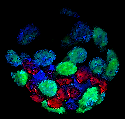 Babraham scientists reveal how environmental signals can reprogramme stem cells