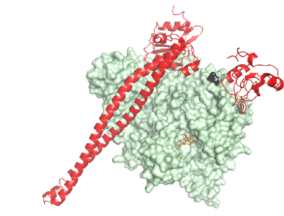 Finalised Programme for ‘PI3-Kinases in Immunity, Inflammation and Infection’