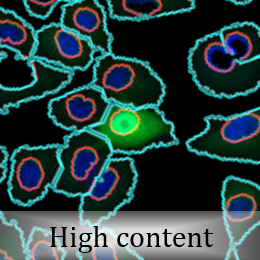 Cell image via high content imaging