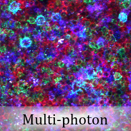 Cell image via multi-photon imaging