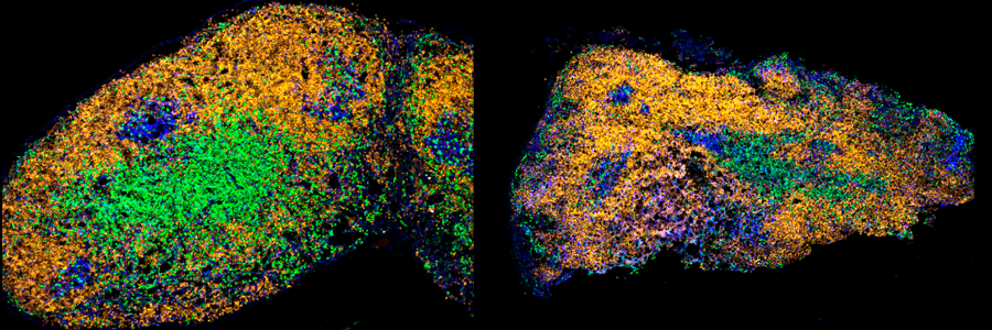 Linterman lab research repurposing imiquimod featured in the Medicine Maker