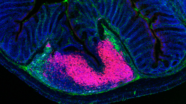 Science Spotlight: How cells talk to each other?