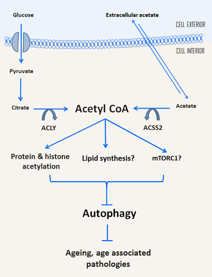 Acetyl CoA