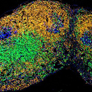 Germinal centres