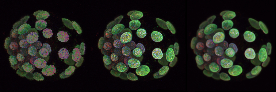 Achieving pluripotent human embryonic stem cells directly from the embryo