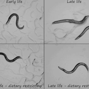 C Elegans video still