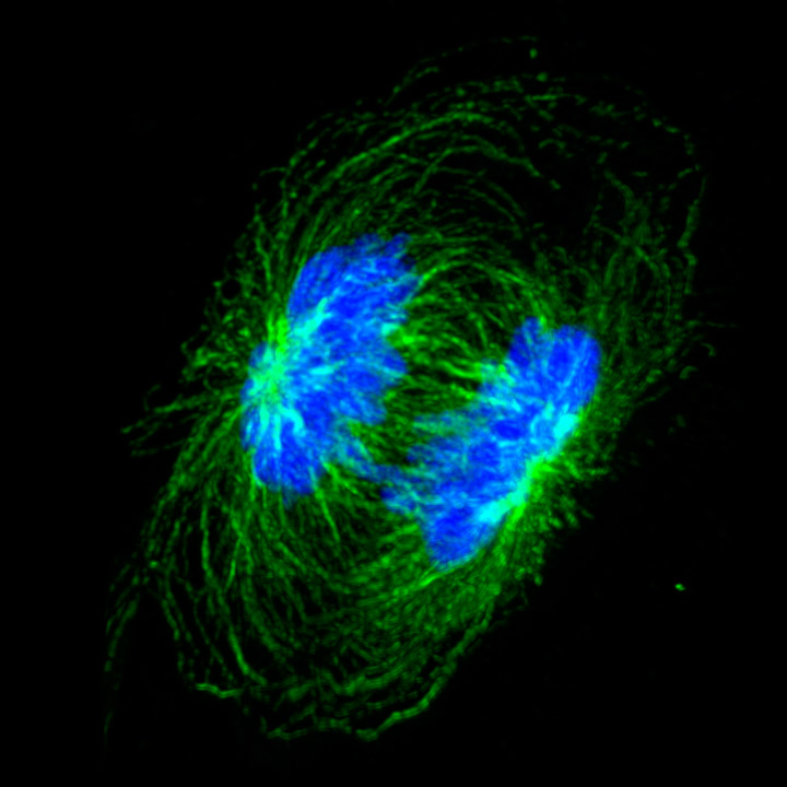 Cells undergoing cytokinesis