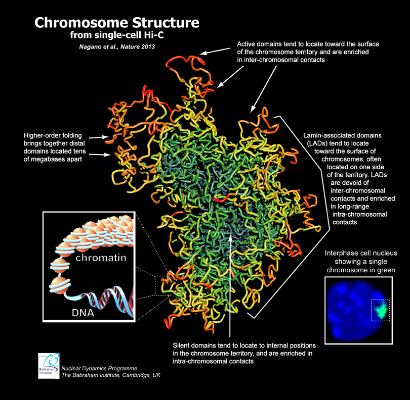 ‘X-shape’ not true picture of chromosome structure, new imaging technique reveals