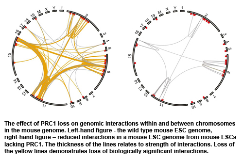 Diagram showing the effect of PRC1 loss on genomic interactions within and between chromosomes in the mouse genome.