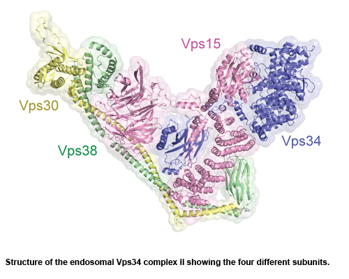 Structure of the endosomal Vps34 complex II