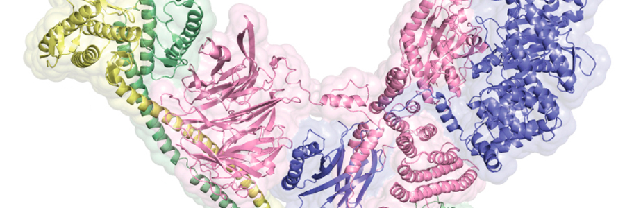 Endosomal Vps34 complex II structure uncovered