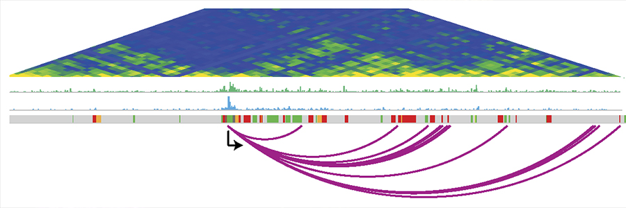 Genome re-wiring during neural cell development