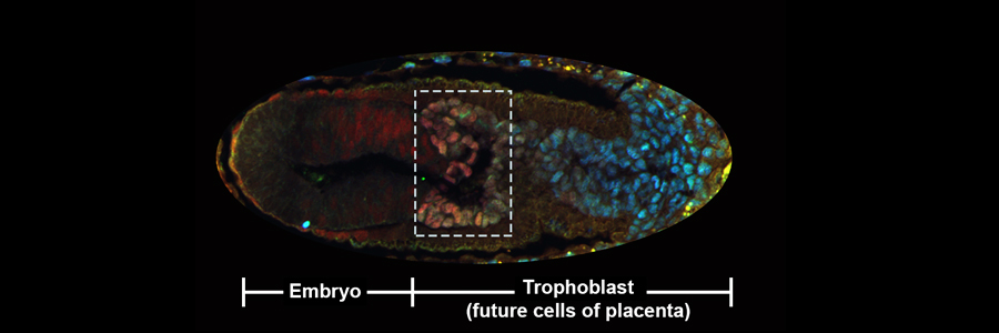 More of a good thing is not always better – and certainly not if you are a stem cell