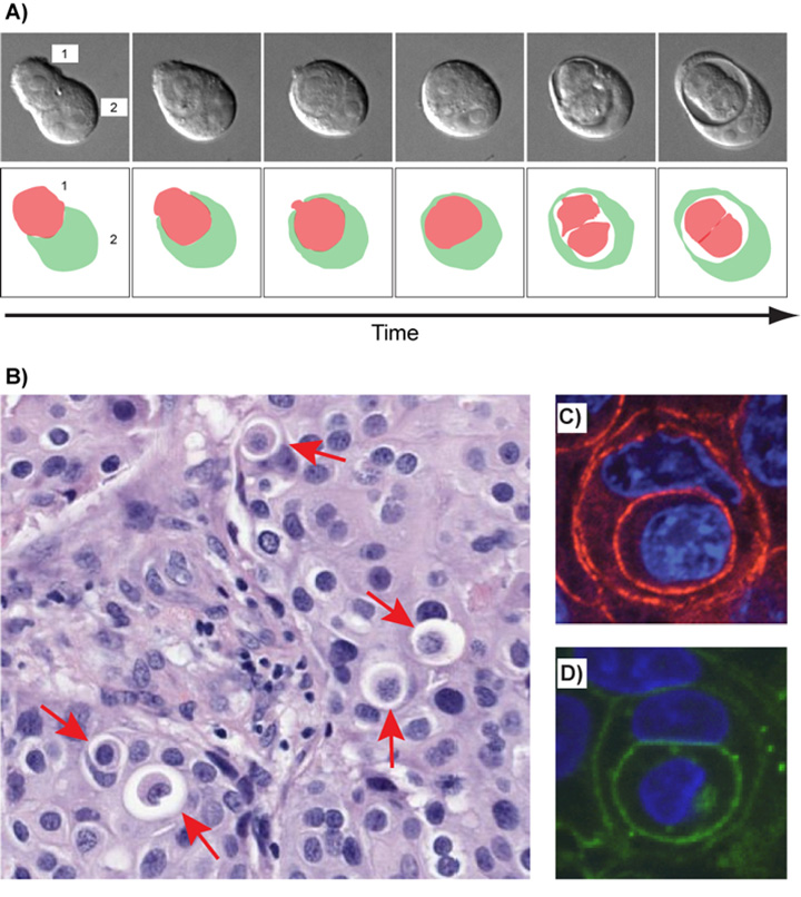 entosis and the formation of a cell-in-cell structure by MCF10A cells