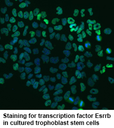 Staining for transcription factor Esrrb in cultured trophoblast stem cells.