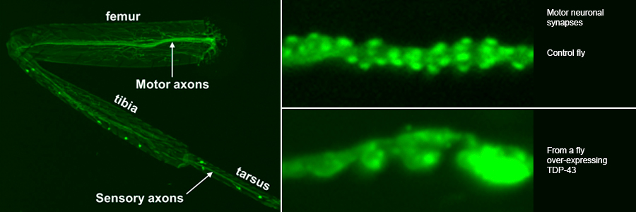 Novel fly model of motor neuron degeneration provides new avenues for exploration in humans