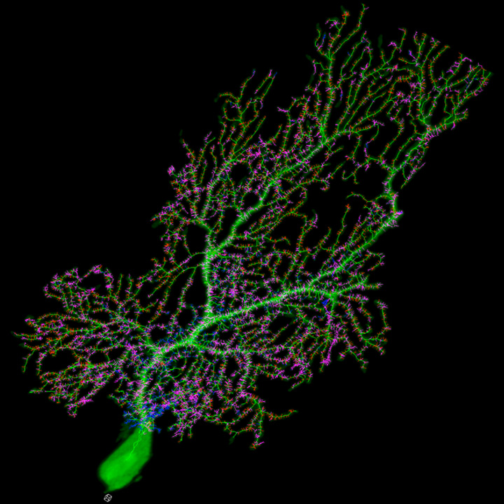 Purkinje Cell