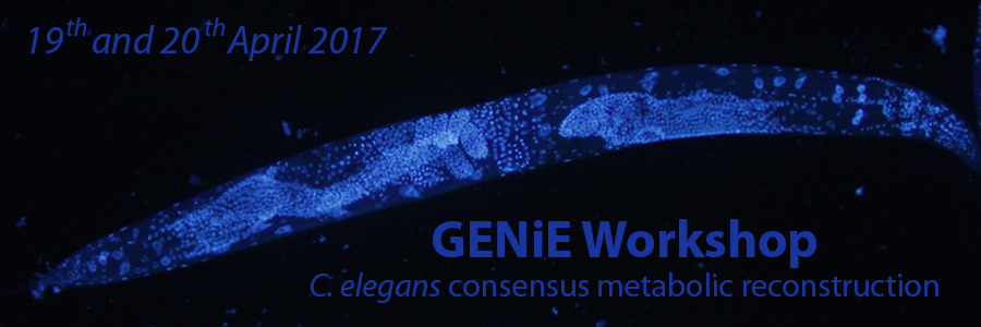 GENiE Workshop - C.elegans consensus metabolic reconstruction