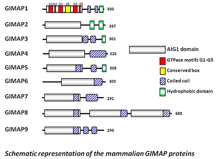 GMAP proteins