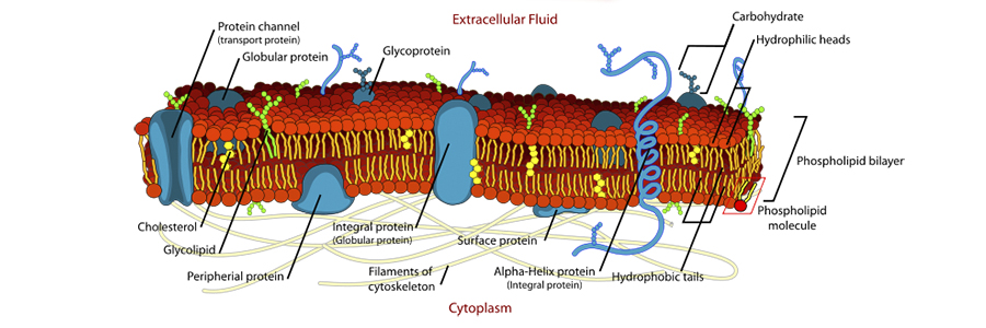Regulation of plasma membrane turnover by lipid signals