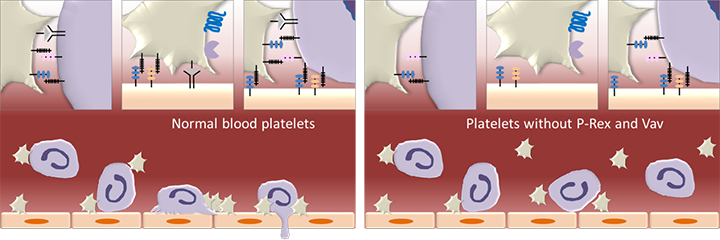 P-Rex1 in leukocyte recruitment