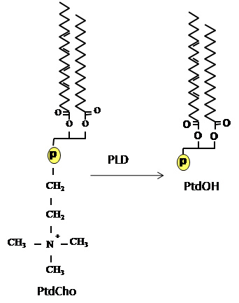 Hydrolysis of PC to PA