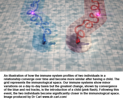 An illustration of how the immune system profiles of two individuals in a relationship become more similiar after having a child