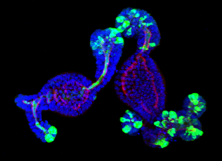 Babraham Institute Image of the Month