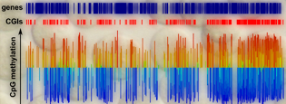 Babraham epigenetics research paves the way for a better understanding of unexplained infertility