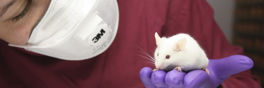 Bioscience Lite - the use of animals in research
