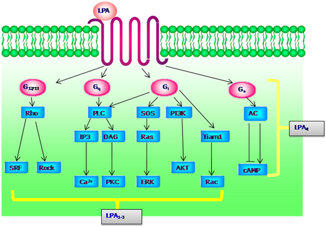 LPA signalling network