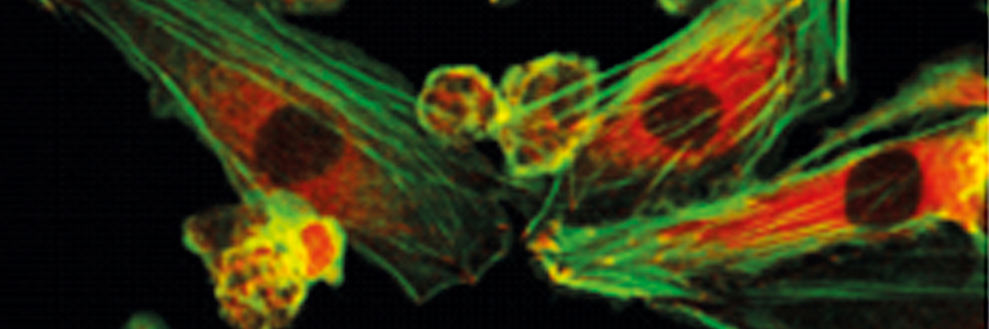 Scientists identify new mechanism that influences how our immune system performs