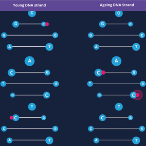 Methylation game still