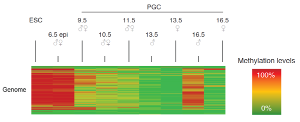 Research provides insight into DNA reprogramming during egg and sperm cell development