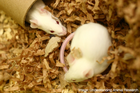 Mice