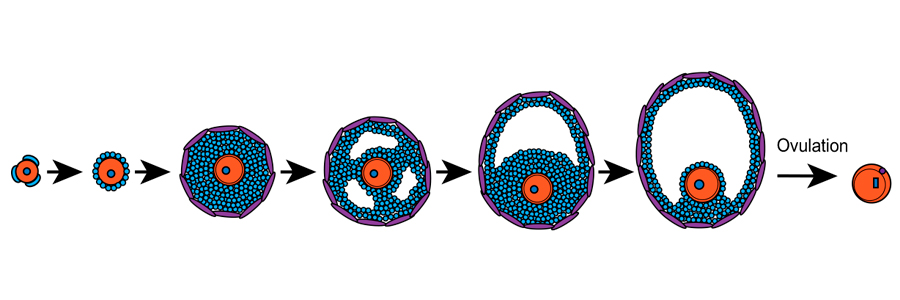 Packaging and unpacking of the genome