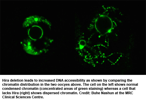 Effect of deletion of the chromatin chaperone protein Hira on the chromatic distribution in an egg cell.