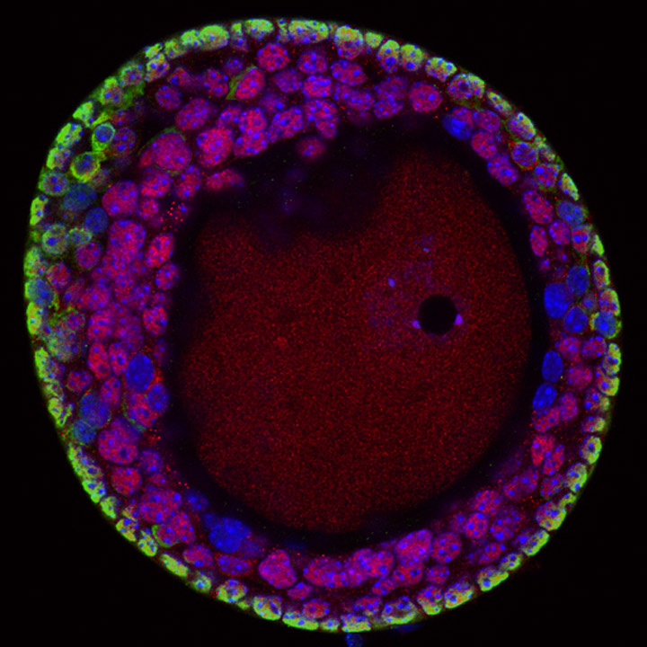 Stained oocyte