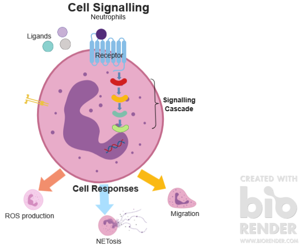 Signalling pathway diagram